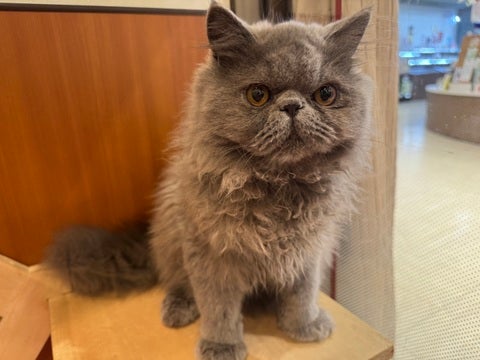 2025/04/30撮影　大きなおめめ👀