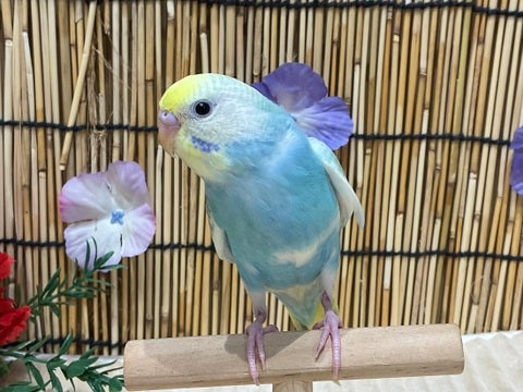 4/30撮影