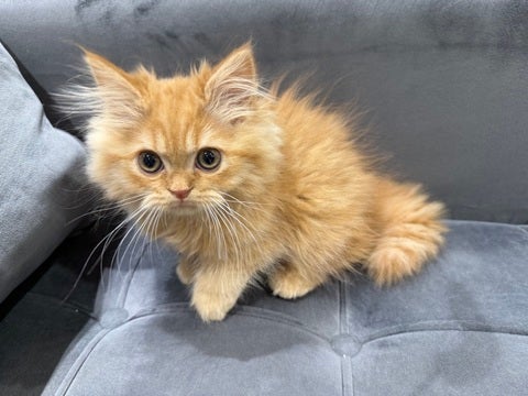 4/30撮影　ふわふわもこもこちゃん✨😊