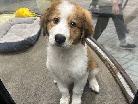 4/30撮影🌟元気いっぱいわんぱくくん🐶💗