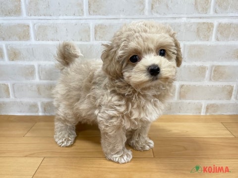 2025/4/30更新　ぬいぐるみのようなかわいこちゃん💕