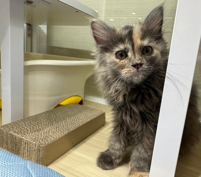 2025/04/30撮影  ひょっこり🐱