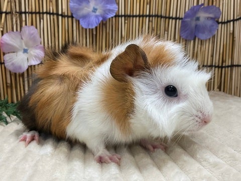 4/30撮影