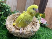 セキセイインコ ヒナ