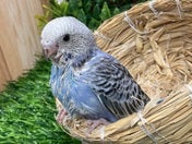 セキセイインコ ヒナ