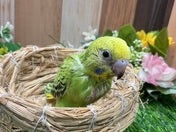 セキセイインコ ヒナ