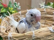 セキセイインコ ヒナ