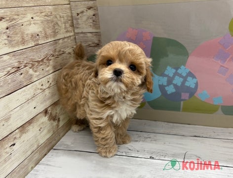 2025/04/30撮影　パパ　2.5kg　ママ　3.8kg