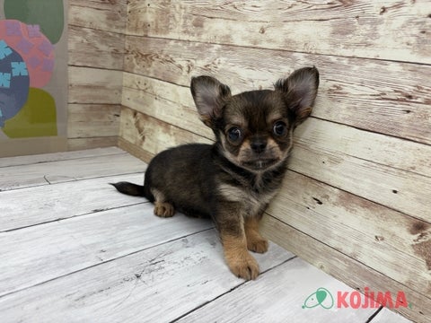 2025/04/30撮影　パパ　2.5kg　ママ　2.5kg