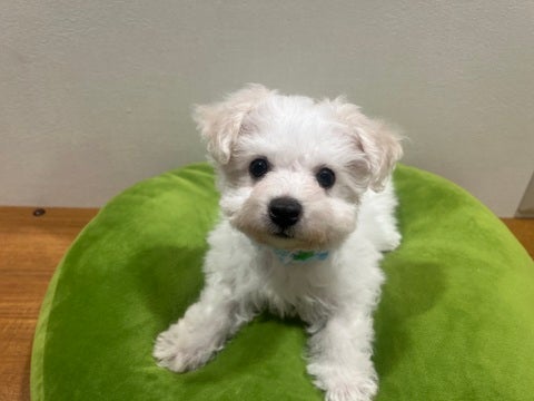 2025/04/30 元気まんまるビションフリーゼ🪄✨