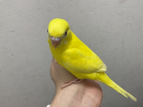 🧡💛🧡💛ご来店お待ちしております💛🧡💛🧡