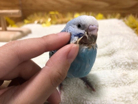 【4月30日撮影】甘えん坊です♡