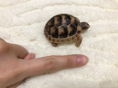 【4月30日撮影】少しずつ成長中🌱