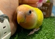 コザクラインコ (色変わり)