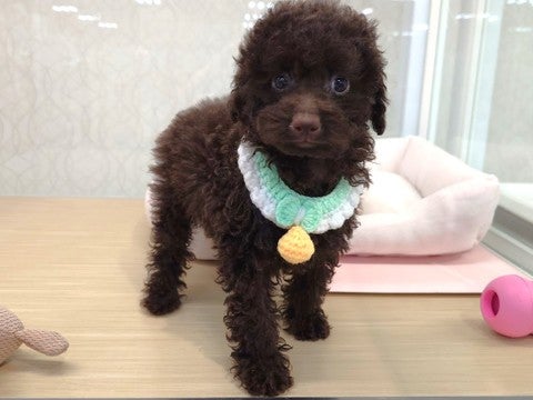 【2025/4/30撮影】珍しいブラウンのカラー✨マイペースで甘えん坊な子です💓