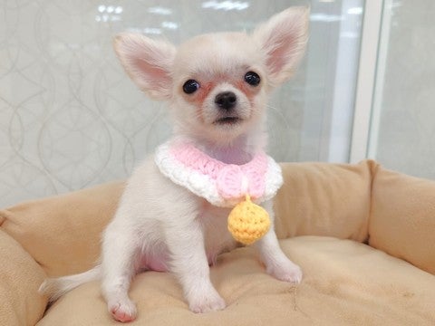 【2025/4/30撮影】人懐っこいチワワちゃん💓呼ぶとお腹を出して甘えてくれます(*'ω'*)