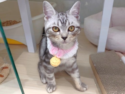 【2025/4/30撮影】アメショちゃんらしく活発です✨たくさん遊んであげてください(*'ω'*)