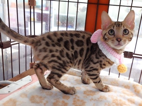 【2025/4/30撮影】アジアンレパードと家猫の交配✨4代目以降がベンガルとして紹介されます😊