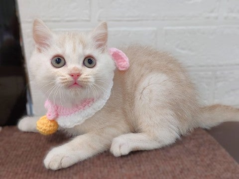 【2025/4/30撮影】 警戒心が少なくとっても懐きやすい性格の猫ちゃんです💓