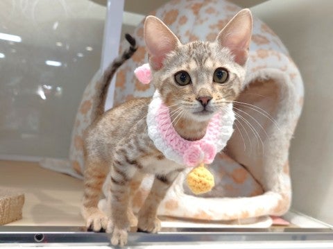【2025/4/30撮影】とっても甘えん坊なネコちゃん💓いつもスリスリしてきてくれます(*'ω'*)