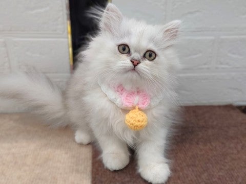 【2025/4/30撮影】性格はおっとりですが、繊細なところもある猫ちゃんです😊
