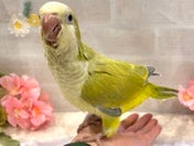 オキナインコ ヒナ