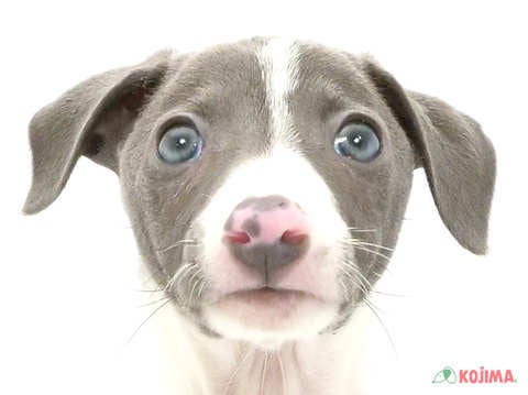東京都のイタリアングレーハウンド (コジマ国領店/2025年3月1日生まれ/男の子/グレーホワイト)の子犬