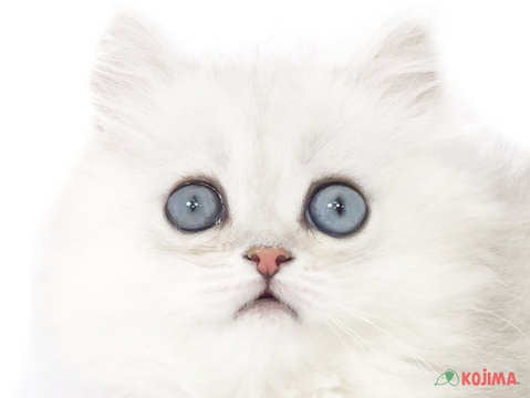 千葉県のペルシャ (コジマウエルケアセンター/2025年3月2日生まれ/女の子/チンチラシルバー)の子猫