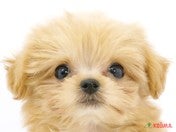 ハーフ犬（チワプー）