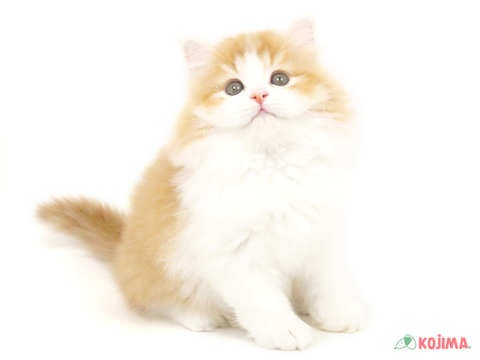 5/2撮影♬　むにっとしたお顔が可愛い😍