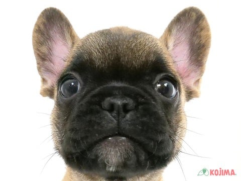 東京都のフレンチブルドッグ (コジマ足立店/2025年3月2日生まれ/男の子/フォーン)の子犬