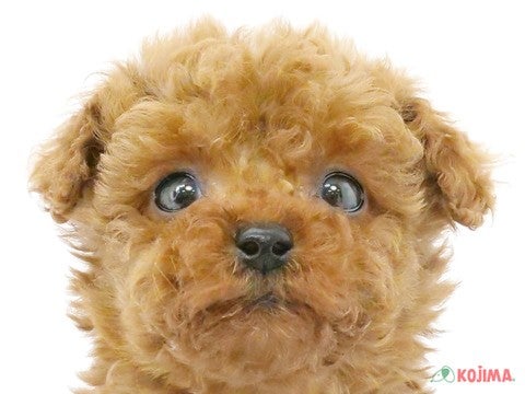 東京都のトイプードル(トイ) (コジマ国領店/2025年3月1日生まれ/女の子/レッド)の子犬