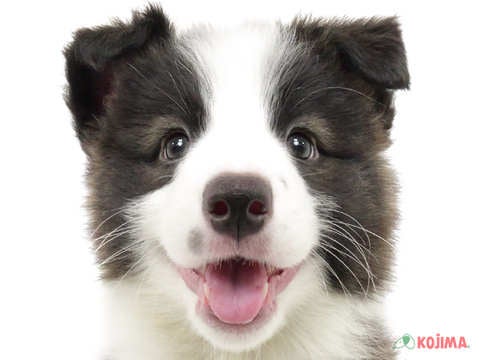 千葉県のボーダーコリー (コジマ四街道店/2025年2月27日生まれ/男の子/シールホワイト)の子犬