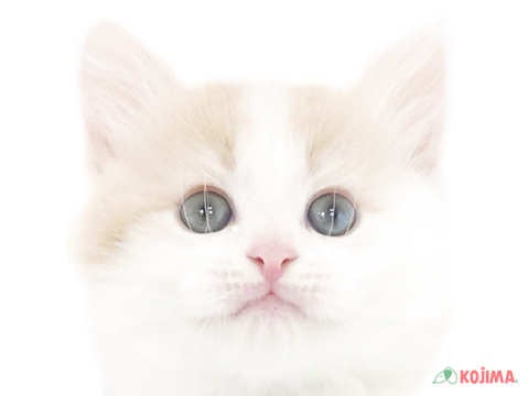 埼玉県のサイベリアン (コジマ浦和店/2025年2月28日生まれ/男の子/クリームタビーホワイト)の子猫