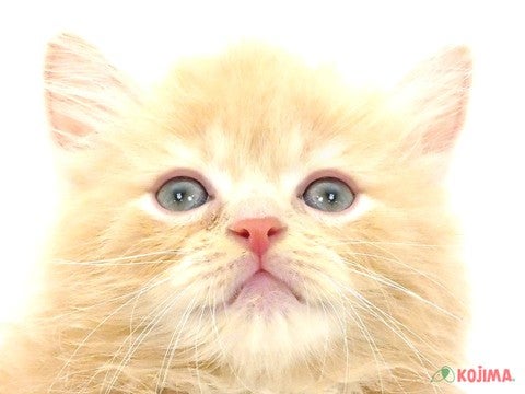 【2025/4/28撮影】甘えることが大好きな犬のようなネコちゃんです！