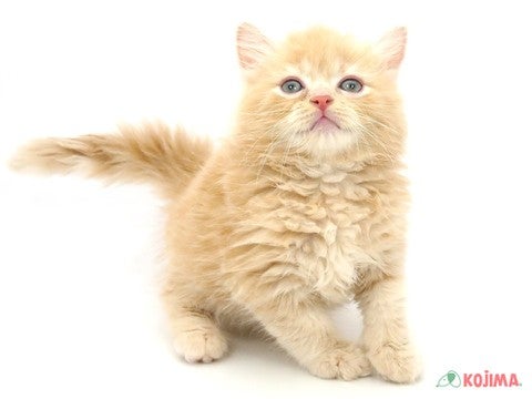 【2025/4/28撮影】頭の良さは猫種の中でもトップクラスです☆従順で愛情深い性格をしています♪
