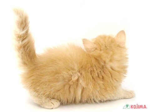 【2025/4/28撮影】トリプルコートの被毛を持ってる、大型種の猫ちゃんです🌟
