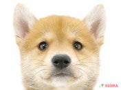 柴犬