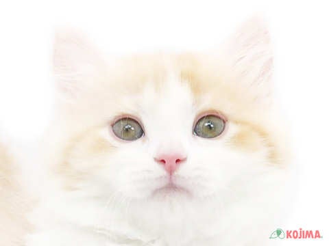 東京都のマンチカン (コジマアリオ北砂店/2025年3月2日生まれ/女の子/カメオタビーホワイト)の子猫