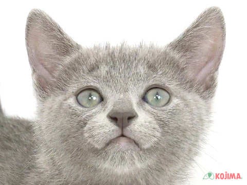 東京都のロシアンブルー (コジマ足立店/2025年3月2日生まれ/女の子/ブルー)の子猫
