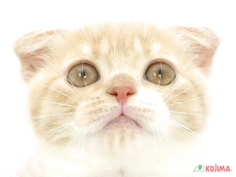 ✨ＧＷフェア✨5/11(日)まで 328,000円(税抜)→278,000円(税抜)でご提供中！！