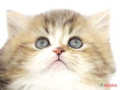 825369_ext_33_0_L.jpg