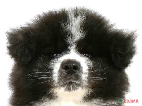 東京都の秋田犬 (コジマ国分寺店/2025年3月2日生まれ/男の子/虎)の子犬