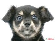 ハーフ犬（チワックス）