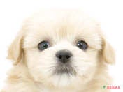 825427_ext_33_0_L.jpg