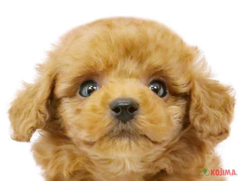 千葉県のトイプードル(トイ) (コジマウエルケアセンター/2025年3月2日生まれ/男の子/レッド)の子犬