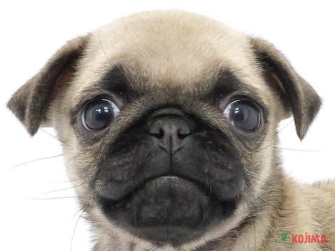 千葉県のパグ (コジマウエルケアセンター/2025年3月3日生まれ/女の子/フォーン)の子犬