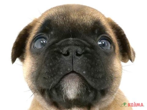 千葉県のフレンチブルドッグ (コジマウエルケアセンター/2025年2月27日生まれ/男の子/フォーン)の子犬