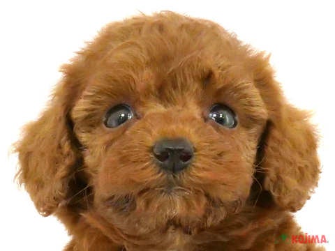 千葉県のトイプードル(トイ) (コジマウエルケアセンター/2025年3月1日生まれ/女の子/レッド)の子犬