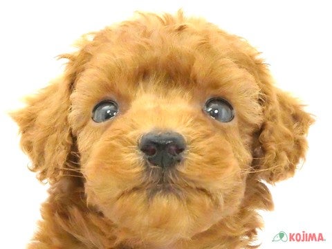 千葉県のトイプードル(トイ) (コジマウエルケアセンター/2025年3月1日生まれ/男の子/レッド)の子犬